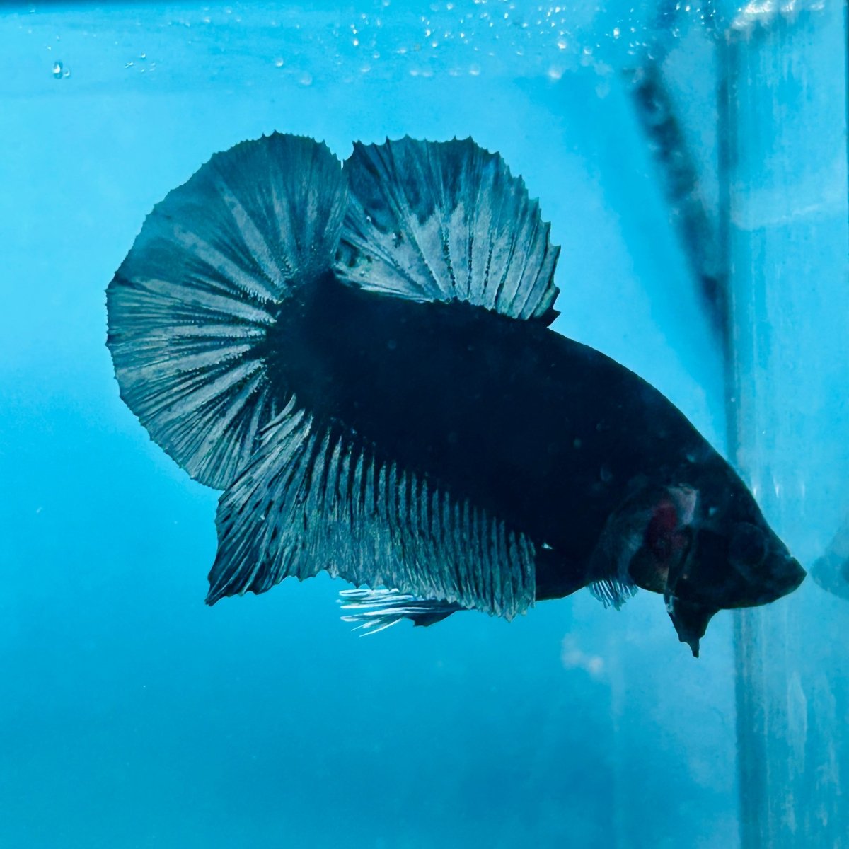 Plakat Black Light Male Betta 054