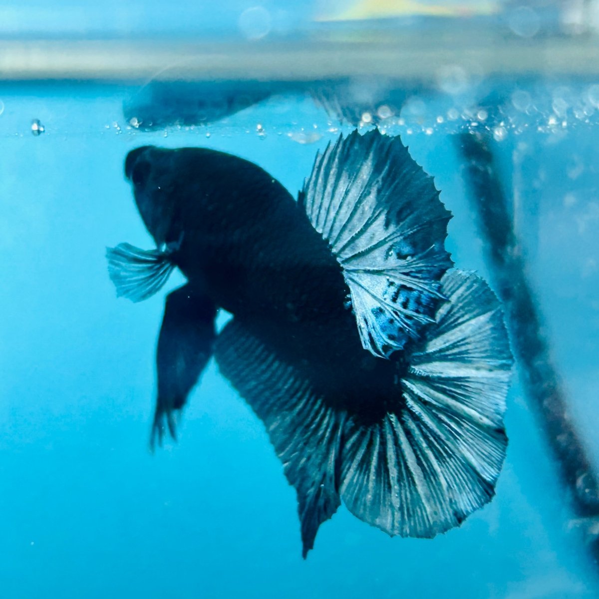 Plakat Black Light Male Betta 054