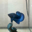 Plakat Black Light Male Betta 090