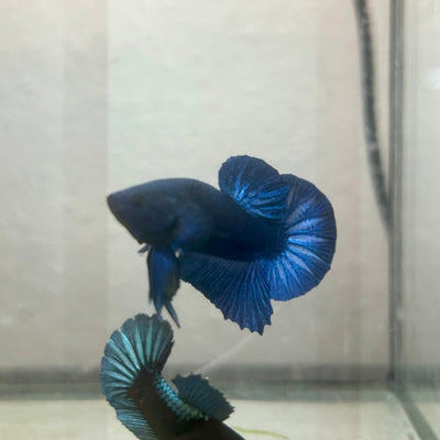 Plakat Black Light Male Betta 090