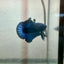 Plakat Black Light Male Betta 090