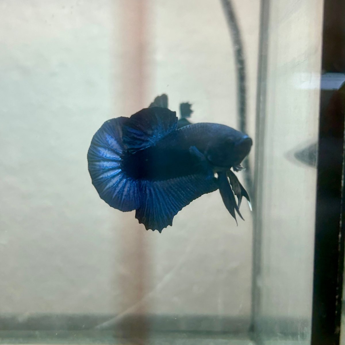 Plakat Black Light Male Betta 090
