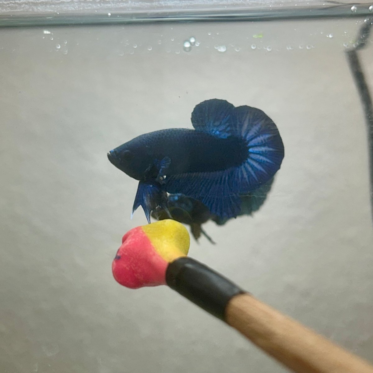 Plakat Black Light Male Betta 090