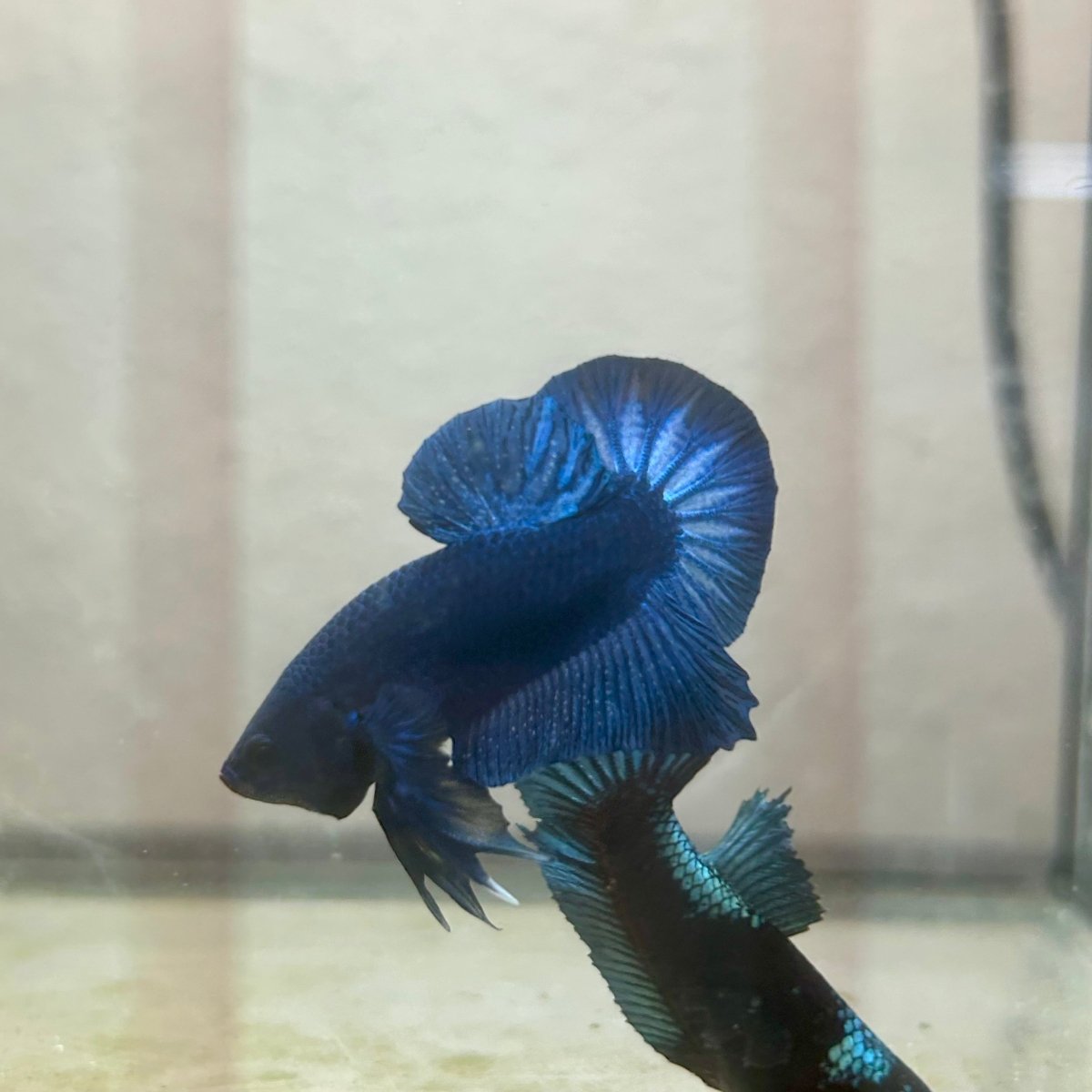 Plakat Black Light Male Betta 090