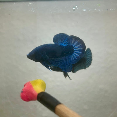 Plakat Black Light Male Betta 090
