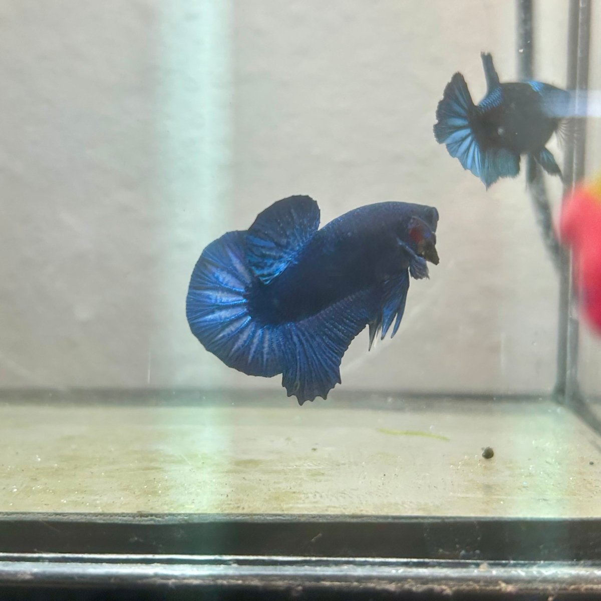 Plakat Black Light Male Betta 090