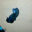 Plakat Black Light Male Betta 090
