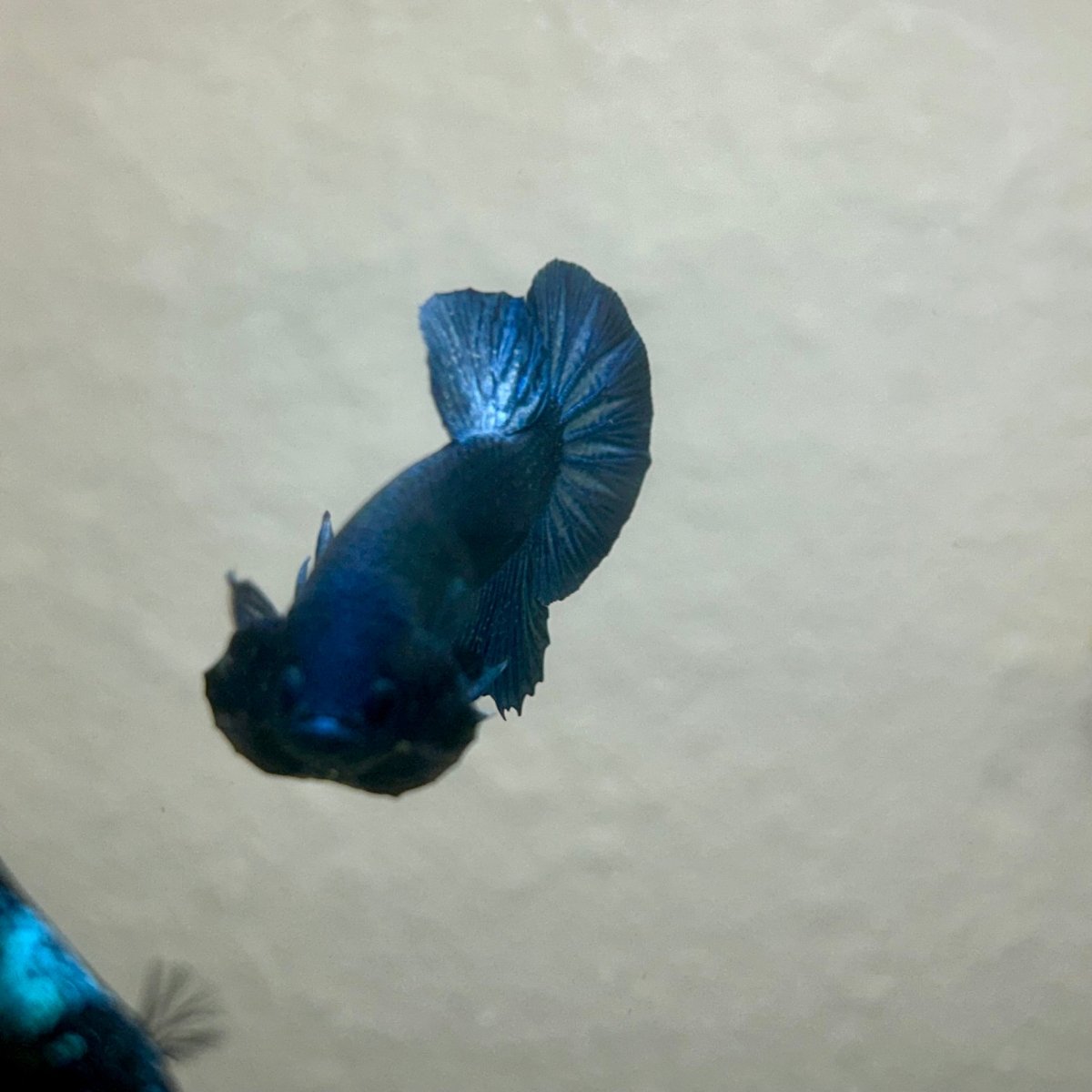 Plakat Black Light Male Betta 090