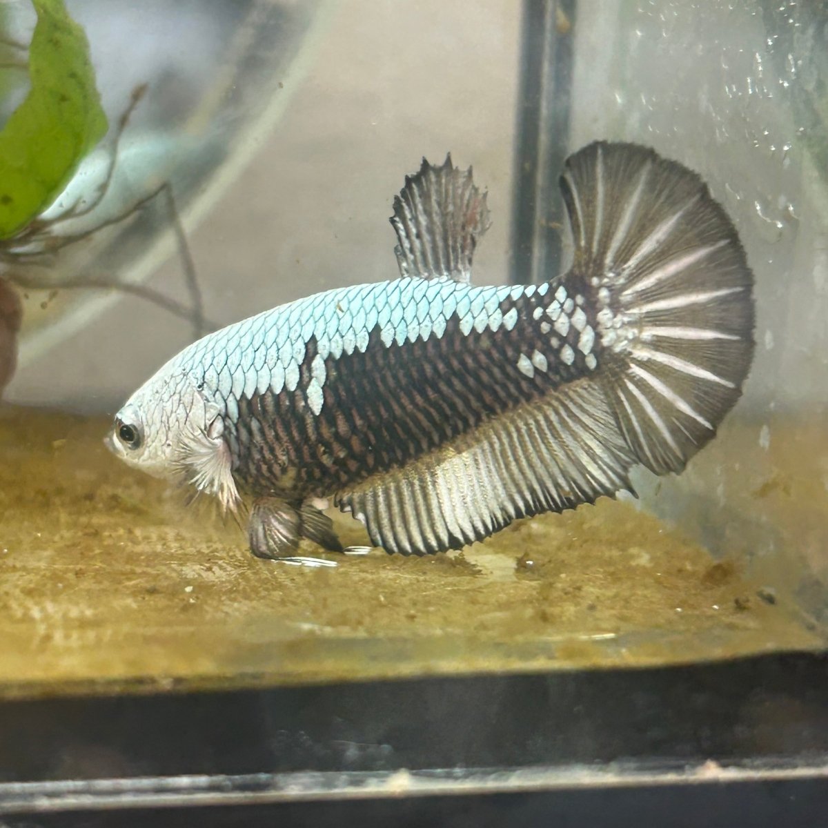 Plakat Black mamba Female Betta #N59
