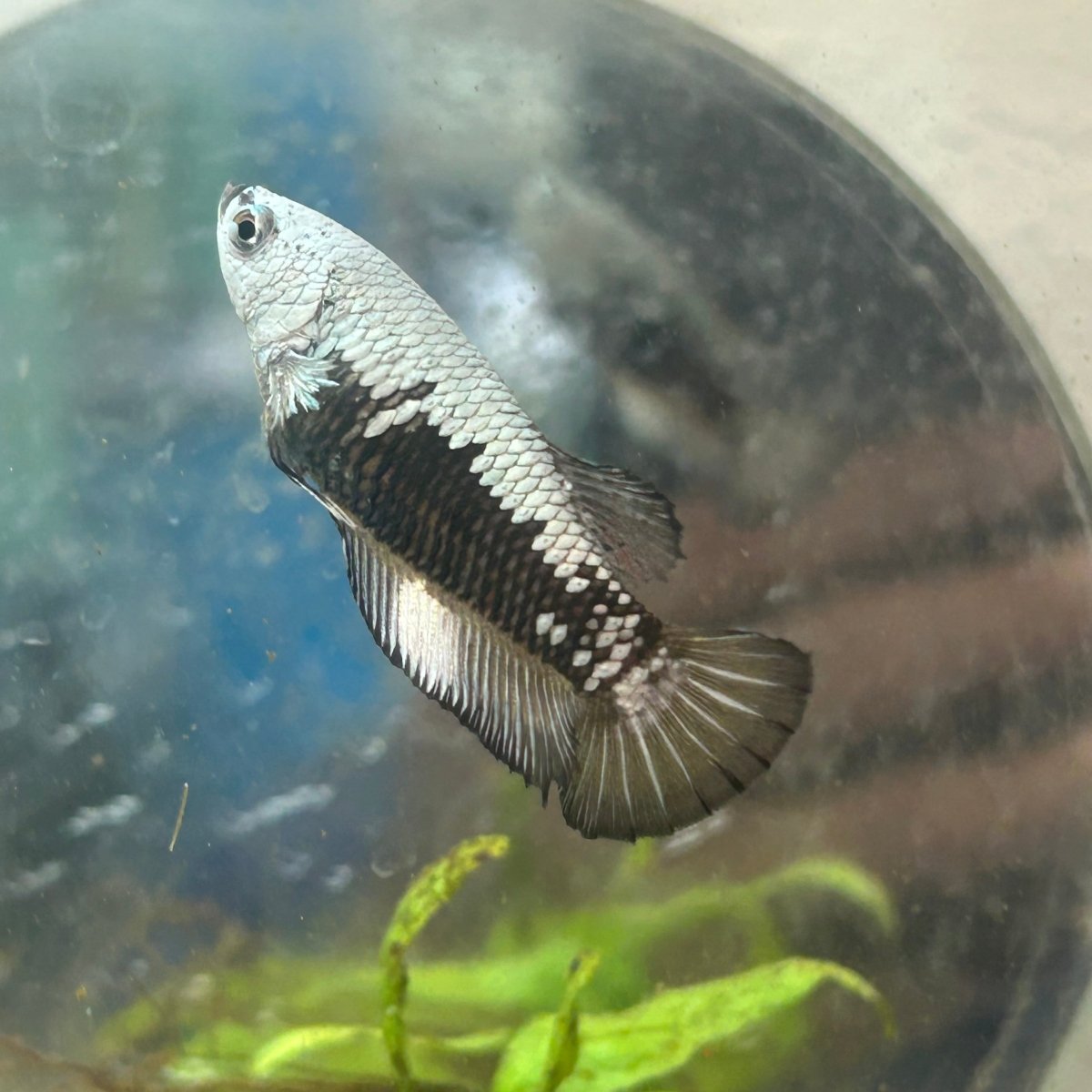 Plakat Black mamba Female Betta #N59