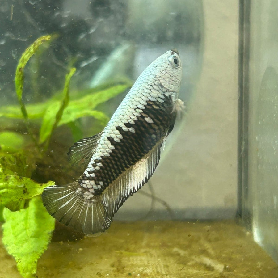 Plakat Black mamba Female Betta N59 Female betta