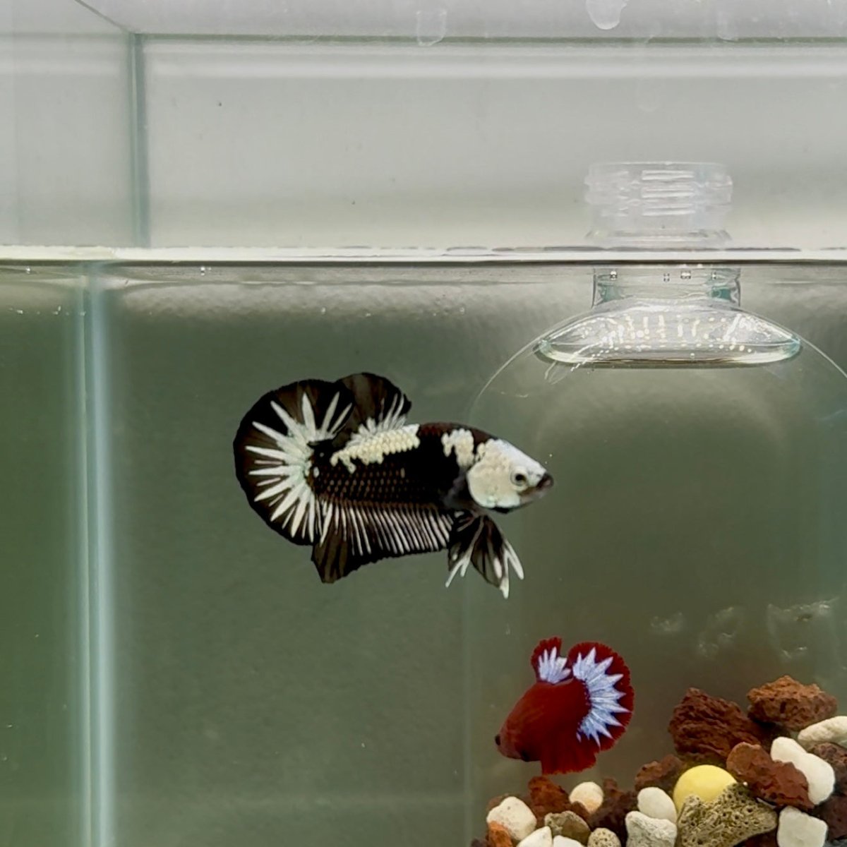 Plakat Black Mamba Male Betta J44