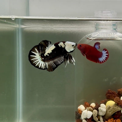 Plakat Black Mamba Male Betta J44