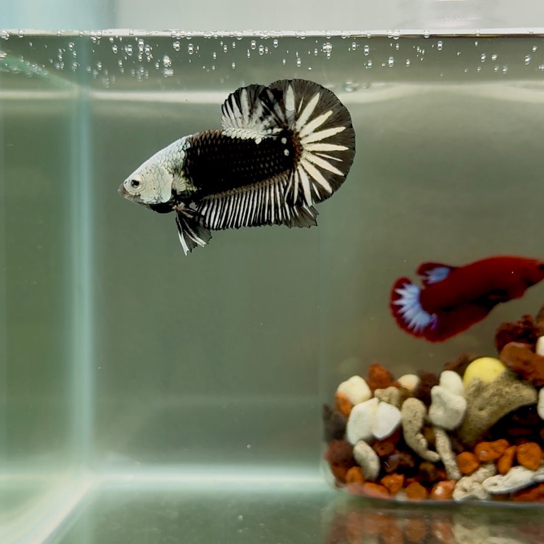 Plakat Black Mamba Male Betta J46