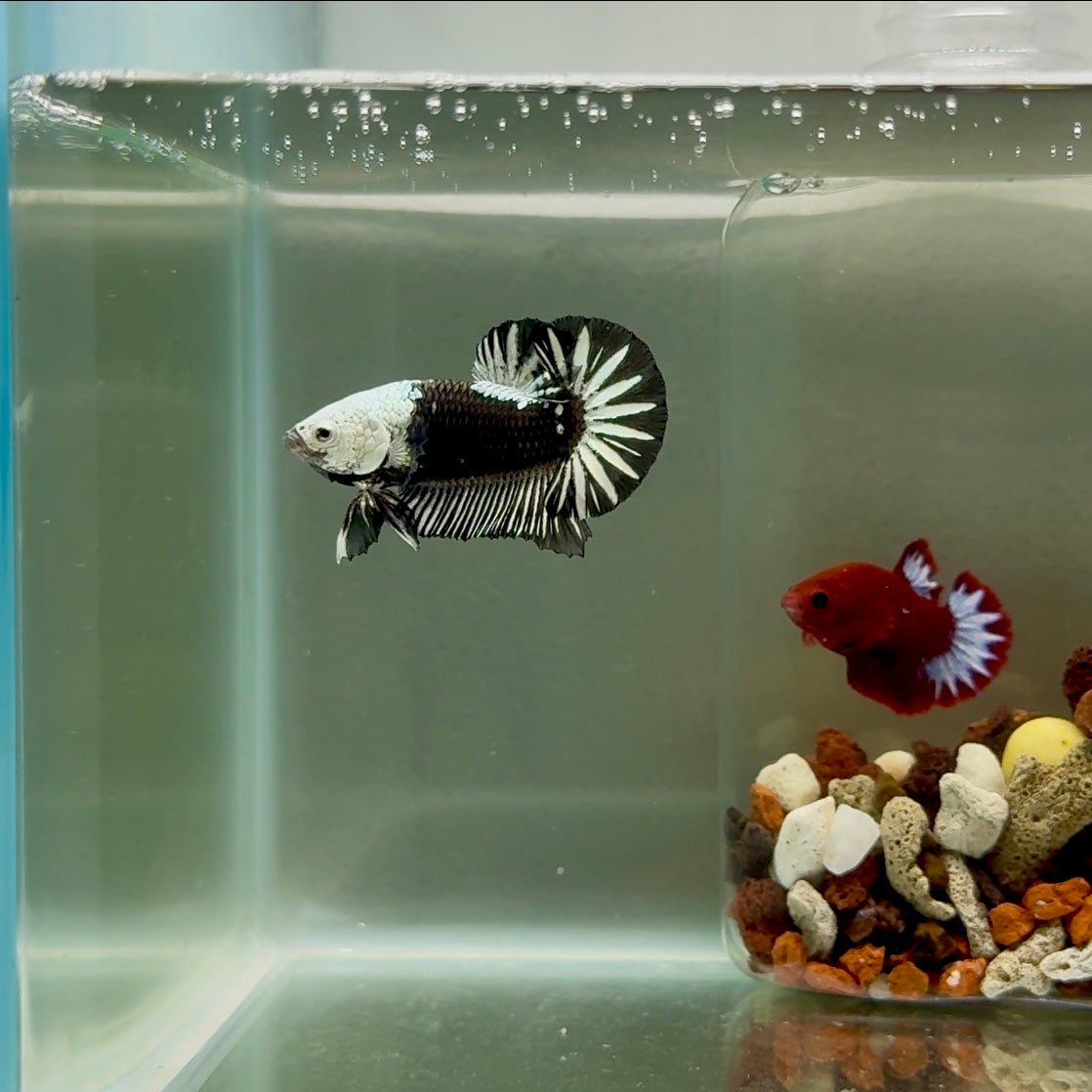 Plakat Black Mamba Male Betta J46