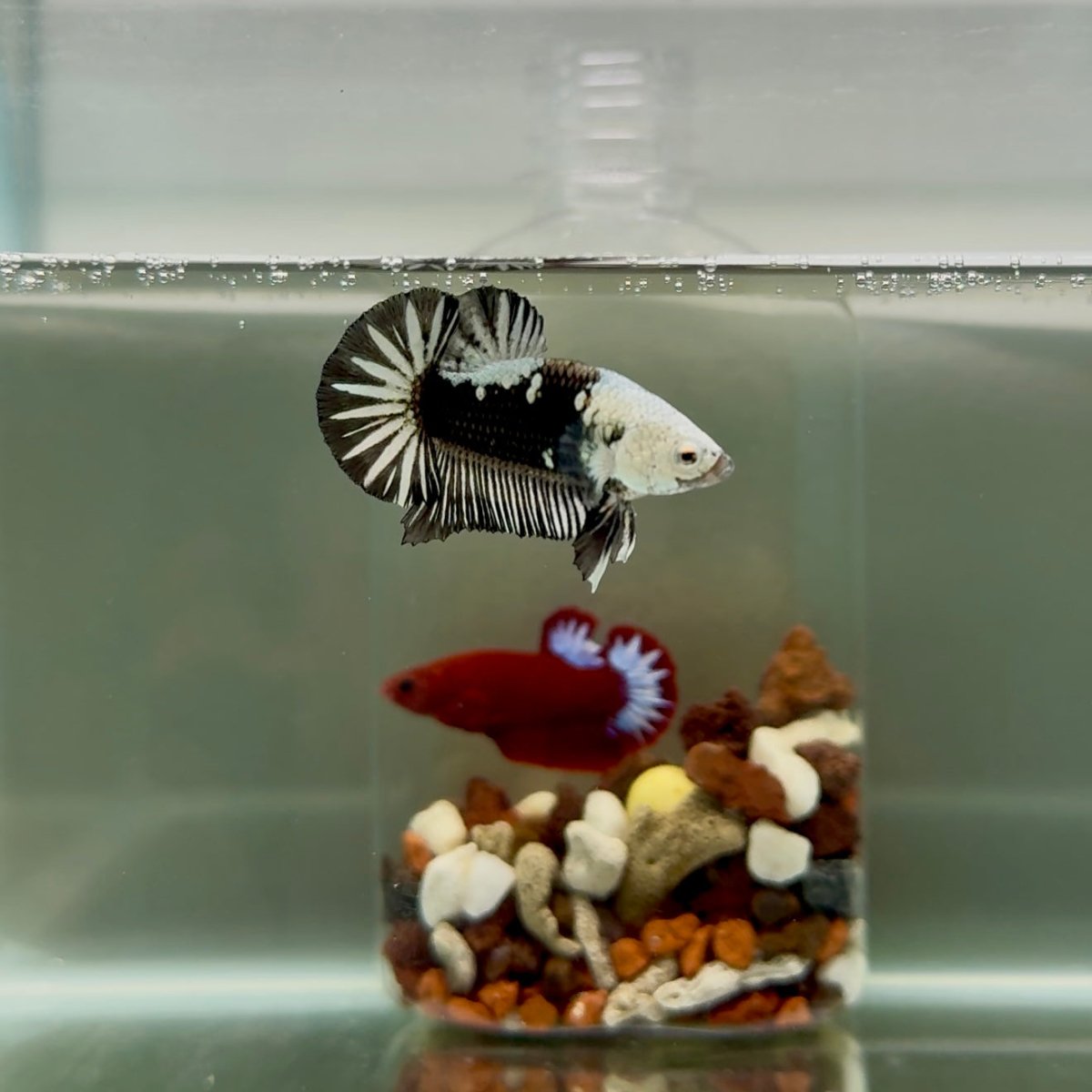 Plakat Black Mamba Male Betta J46