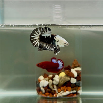 Plakat Black Mamba Male Betta J46