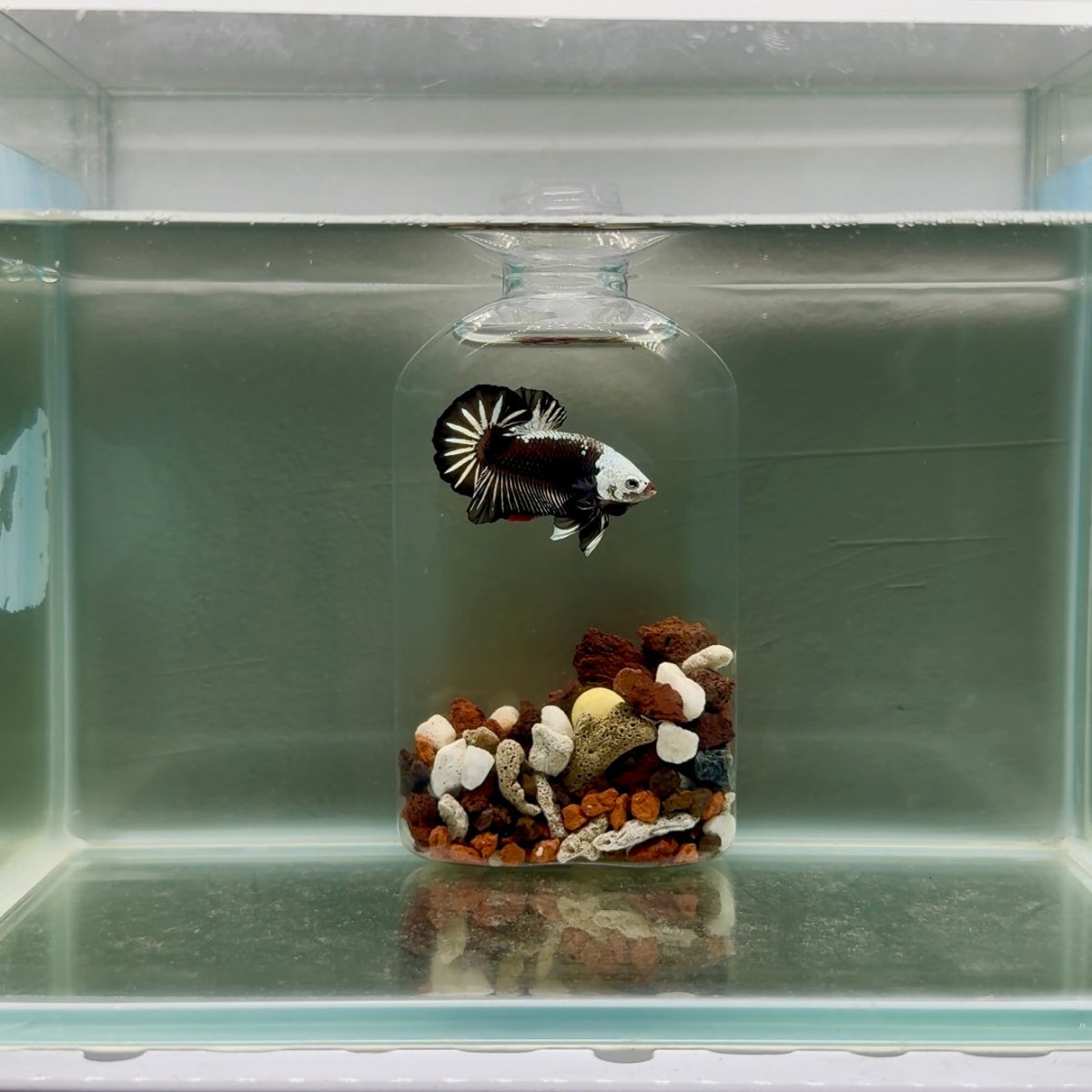 Plakat Black Mamba Male Betta J51