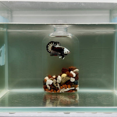 Plakat Black Mamba Male Betta J51