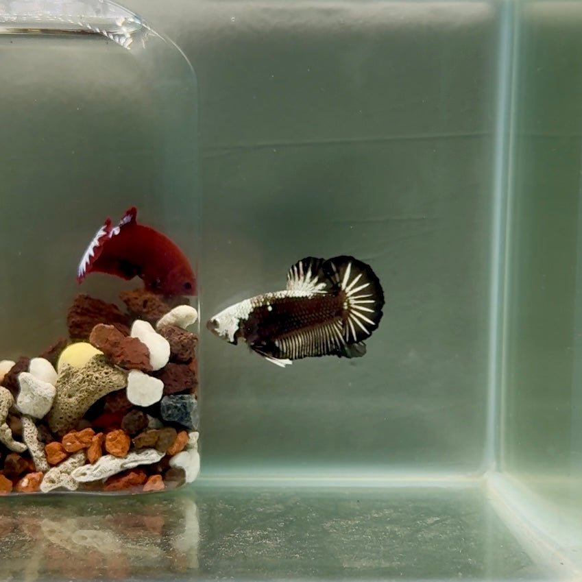 Plakat Black Mamba Male Betta J51