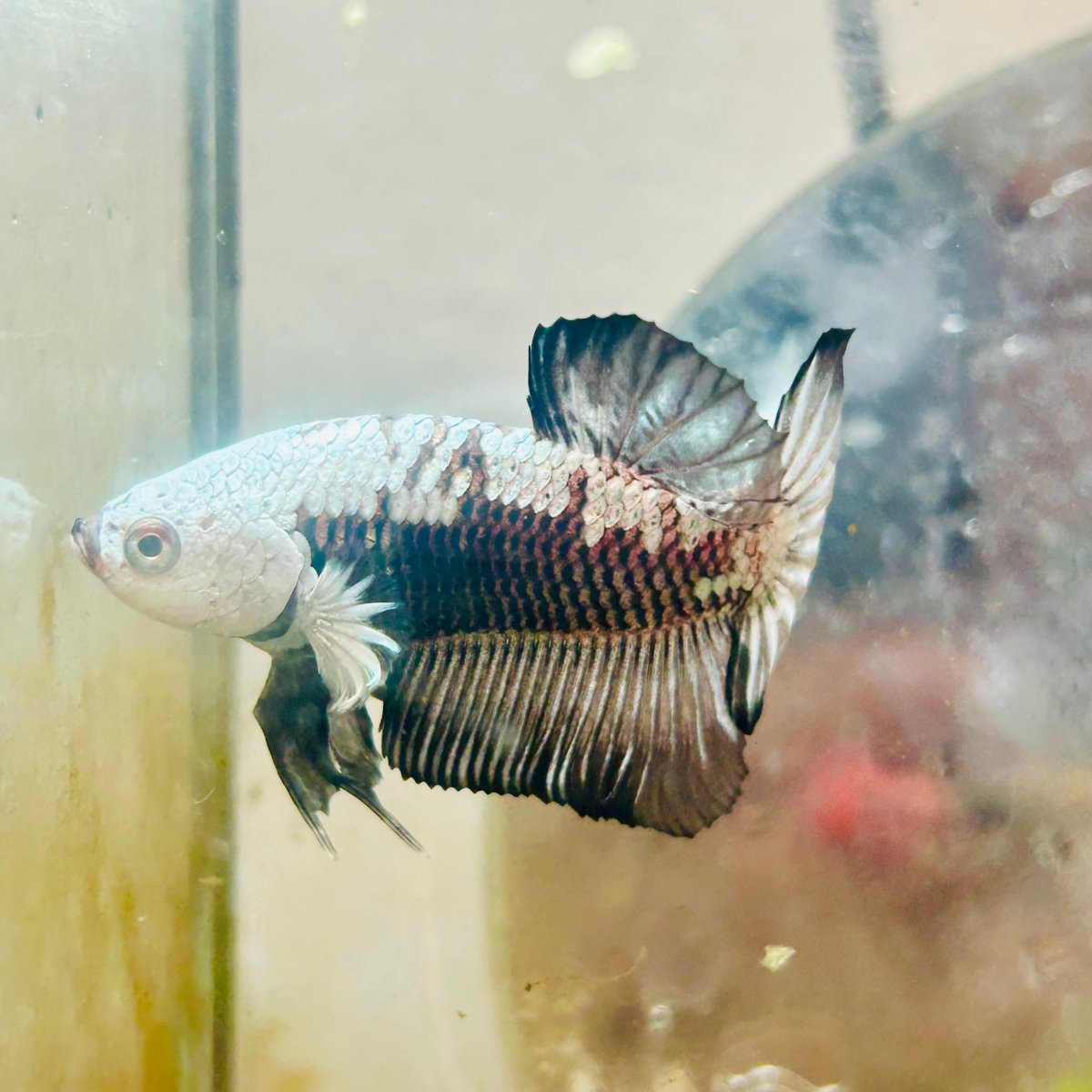 Plakat Black Mamba Samurai Male Betta 037 Live Betta Fish Male betta