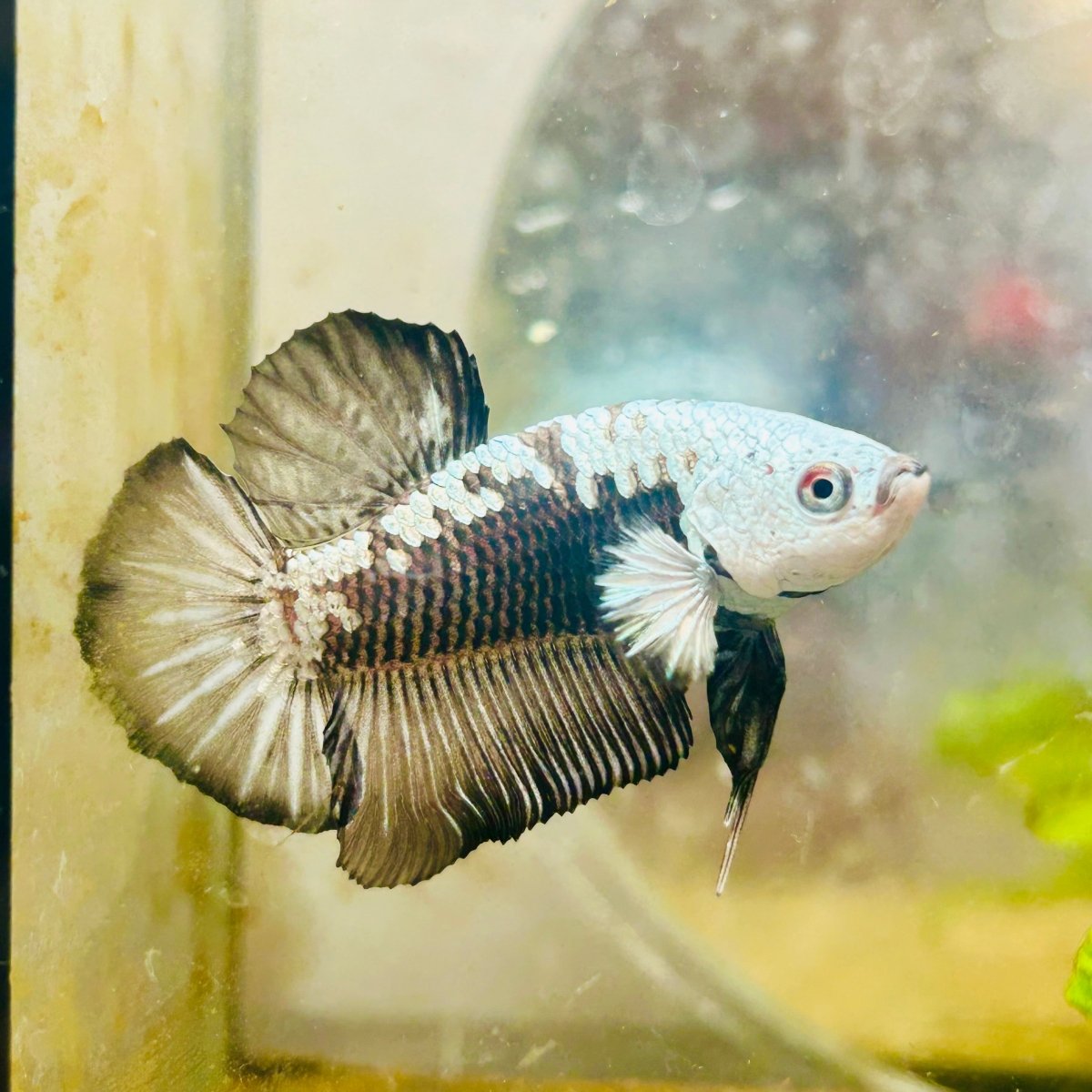 Plakat Black Mamba Samurai Male Betta 037 Live Betta Fish Male betta