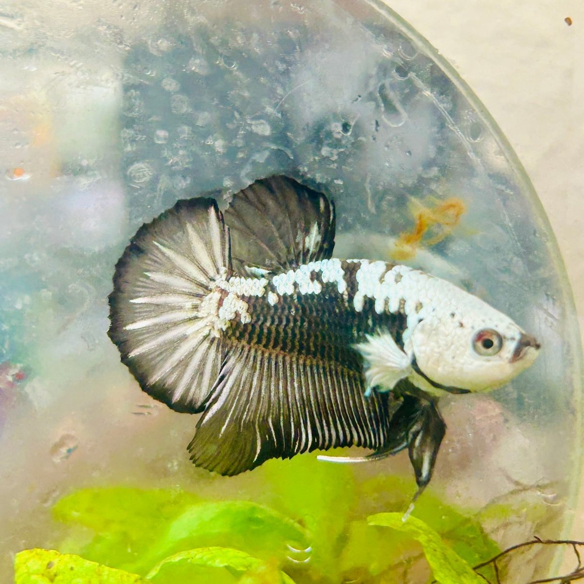Plakat Black Mamba Samurai Male Betta 037 Live Betta Fish Male betta
