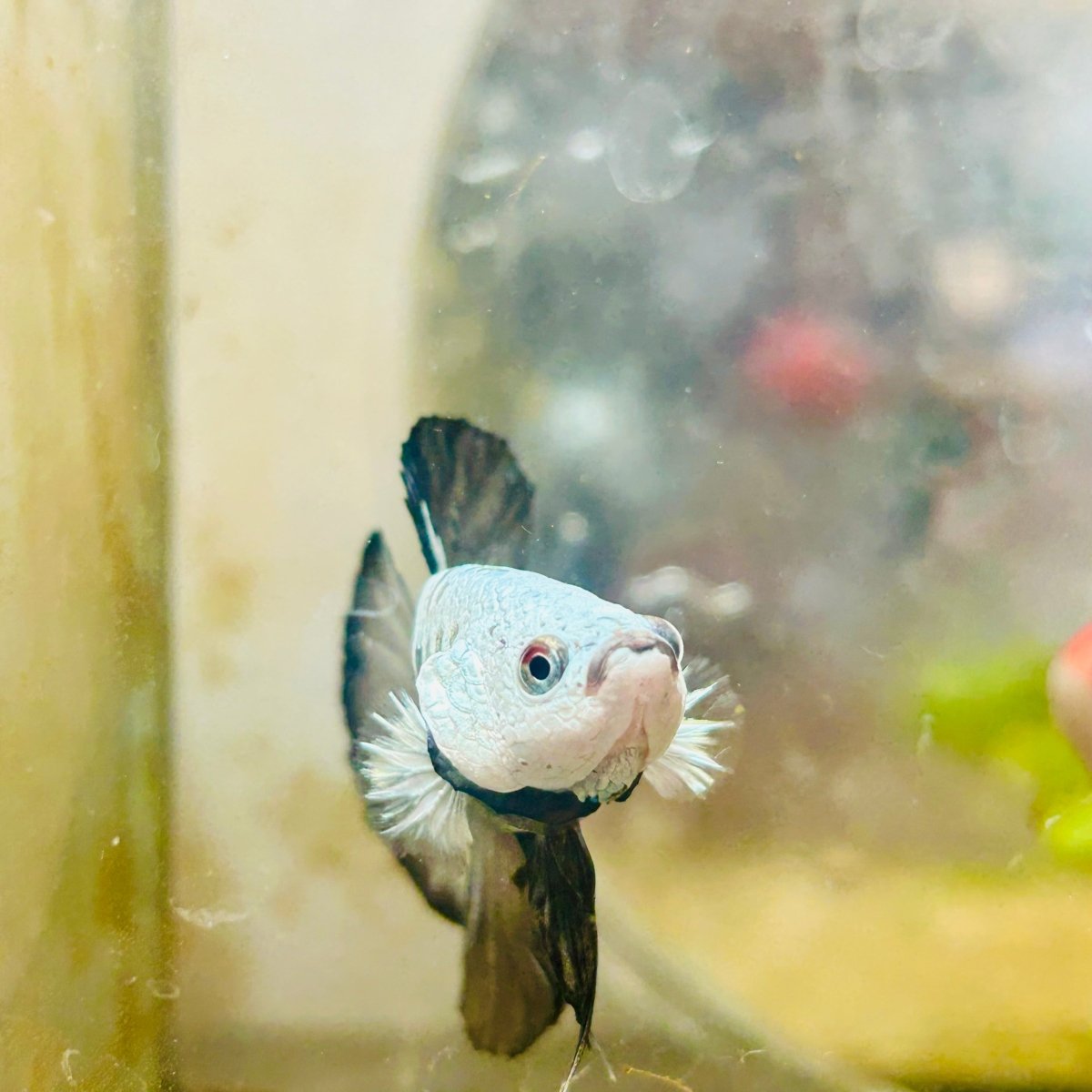 Plakat Black Mamba Samurai Male Betta 037 Live Betta Fish Male betta