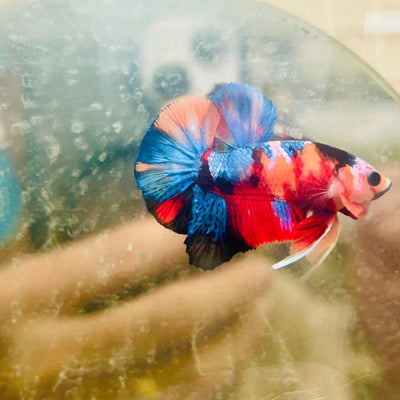 Plakat Black Multi Koi Male Betta 063