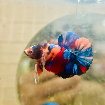 Plakat Black Multi Koi Male Betta 063