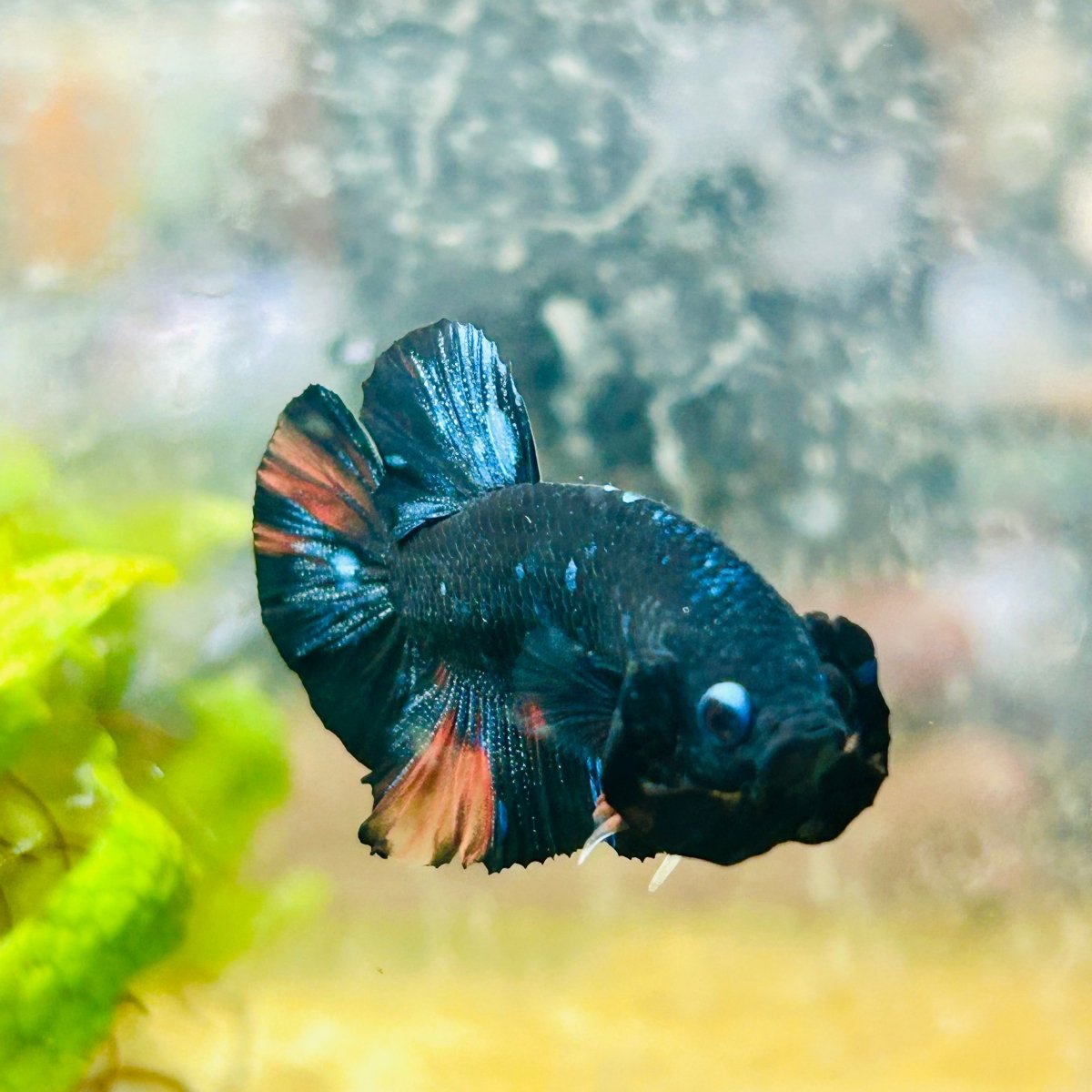 Plakat Black Nemo Avatar Male Betta #059