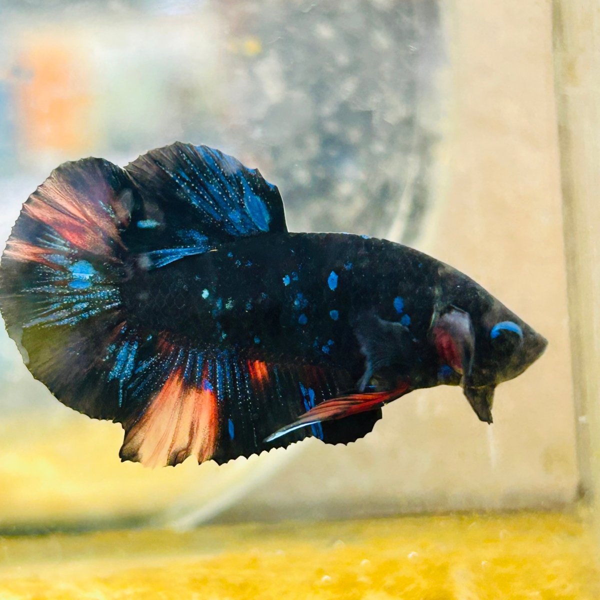 Plakat Black Nemo Avatar Male Betta #059