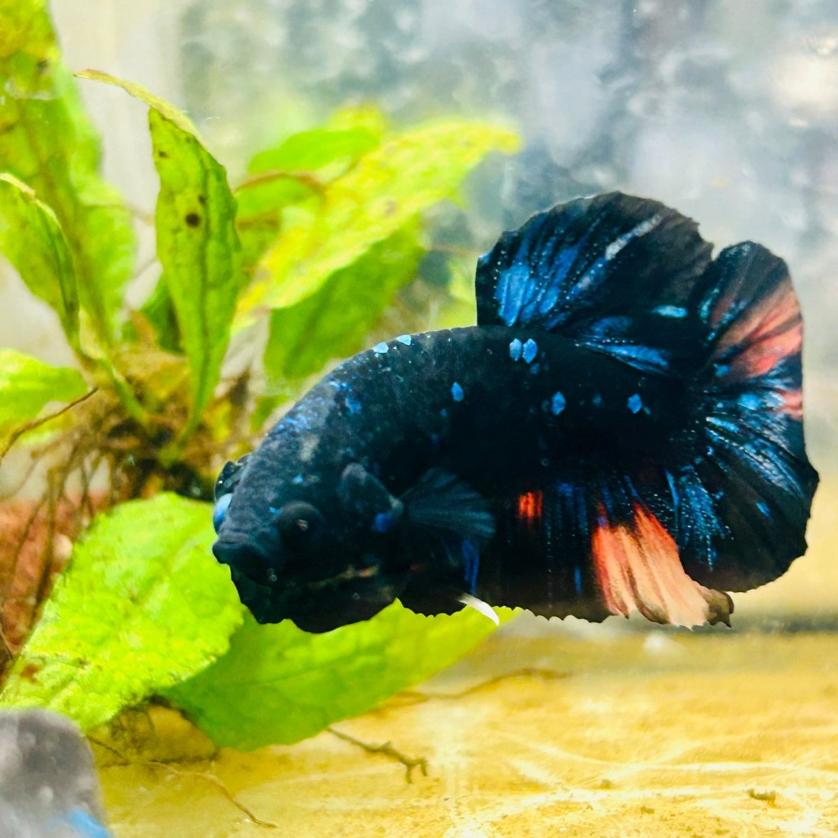 Plakat Black Nemo Avatar Male Betta #059
