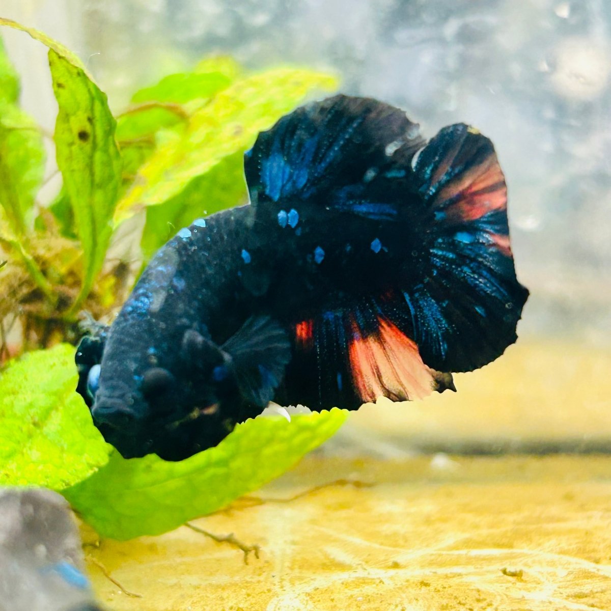 Plakat Black Nemo Avatar Male Betta #059