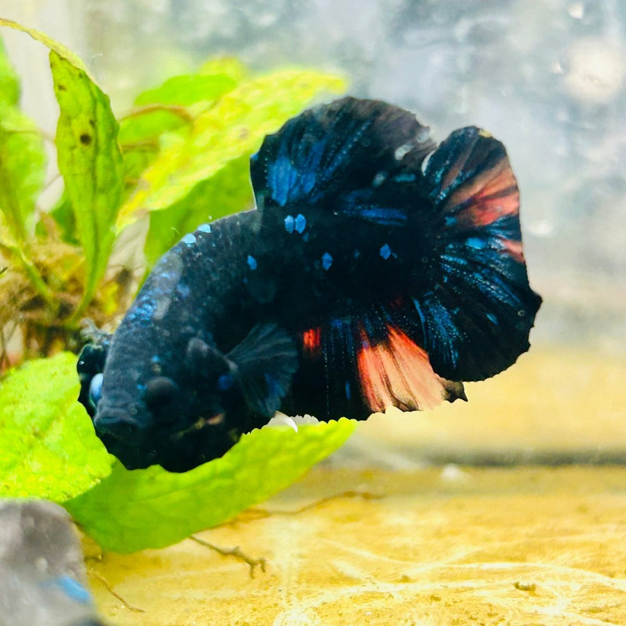 Plakat Black Nemo Avarta Male Betta 059 Male betta