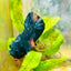 Plakat Black Nemo Avarta Male Betta 059 Male betta
