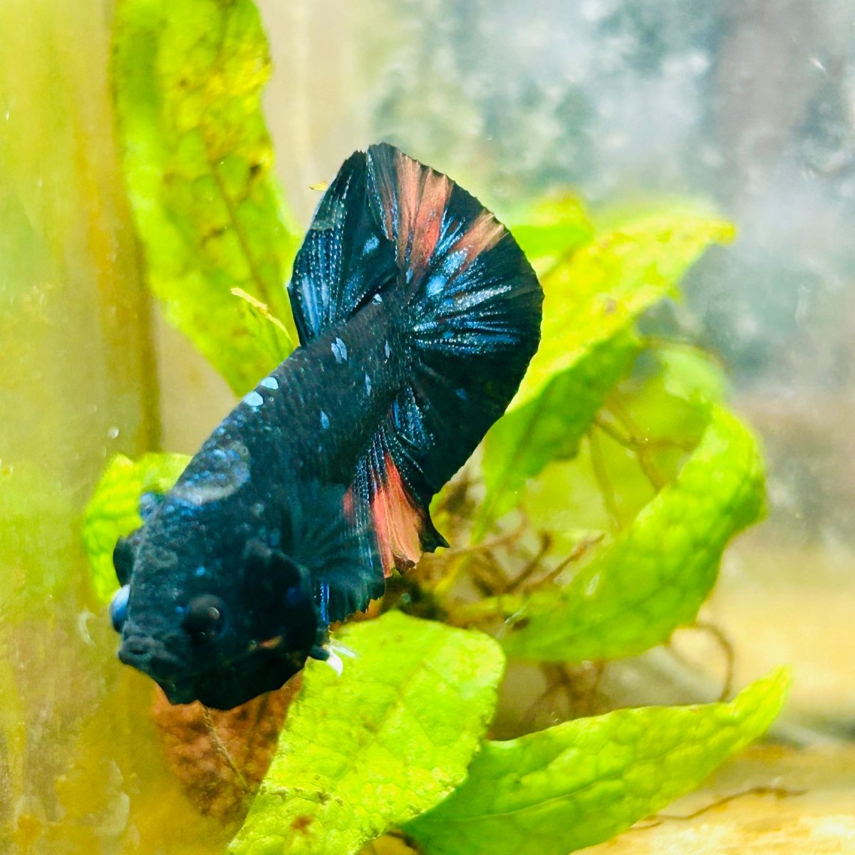 Plakat Black Nemo Avatar Male Betta #059