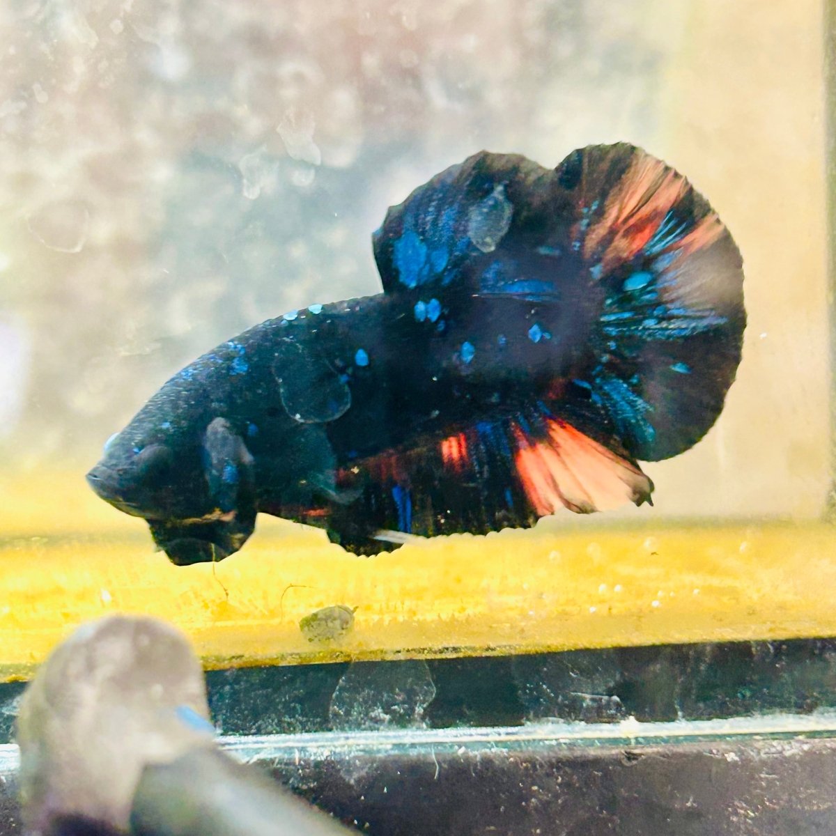 Plakat Black Nemo Avatar Male Betta #059