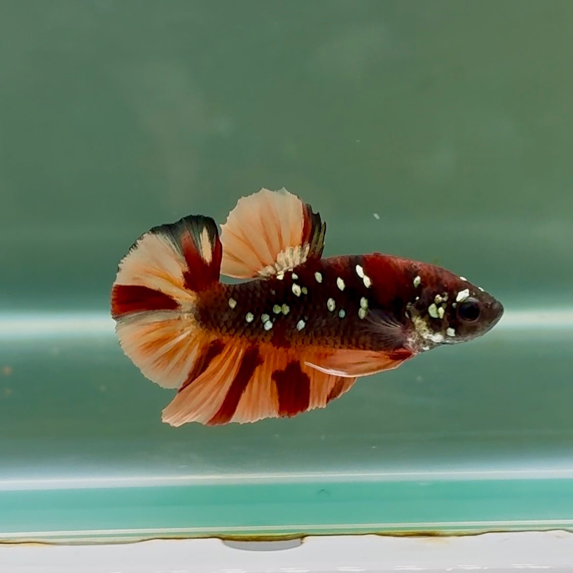Plakat Black Nemo Galaxy Male Betta #Se07