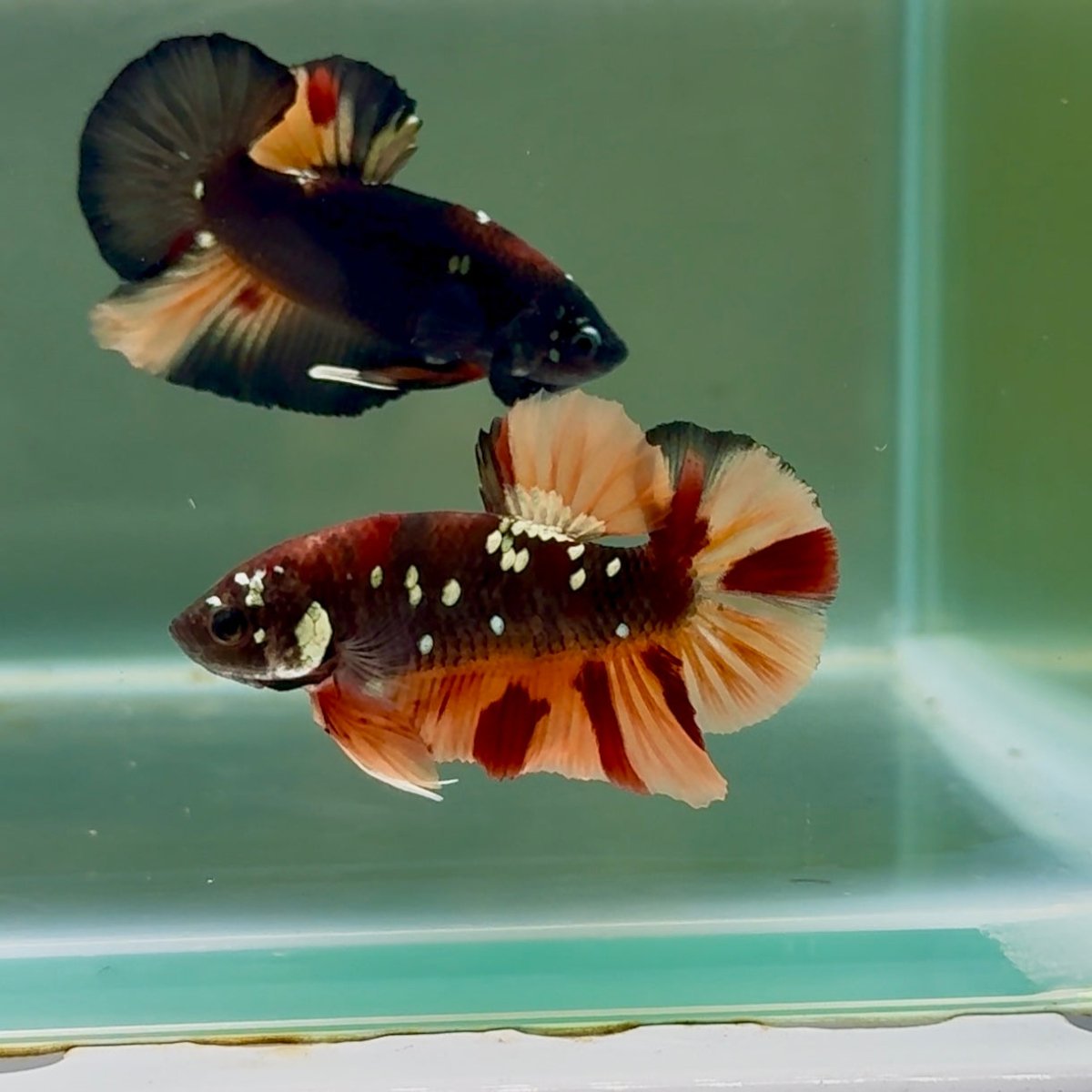 Plakat Black Nemo Galaxy Male Betta #Se07