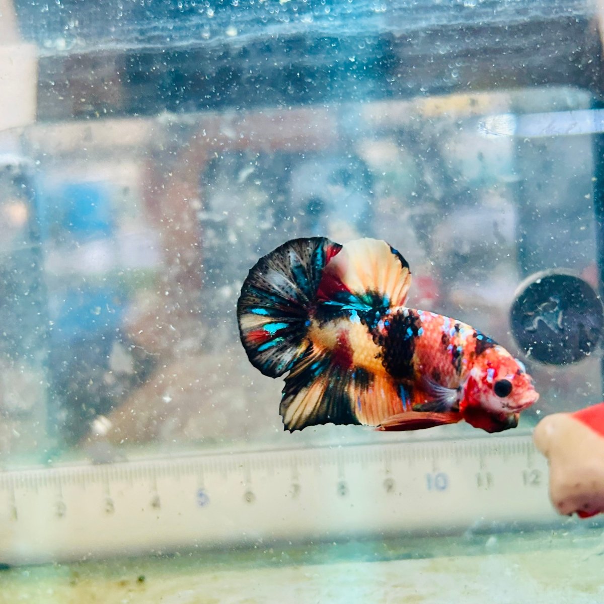 Plakat Black Nemo Koi Male Betta 116 Live Betta Fish Male betta