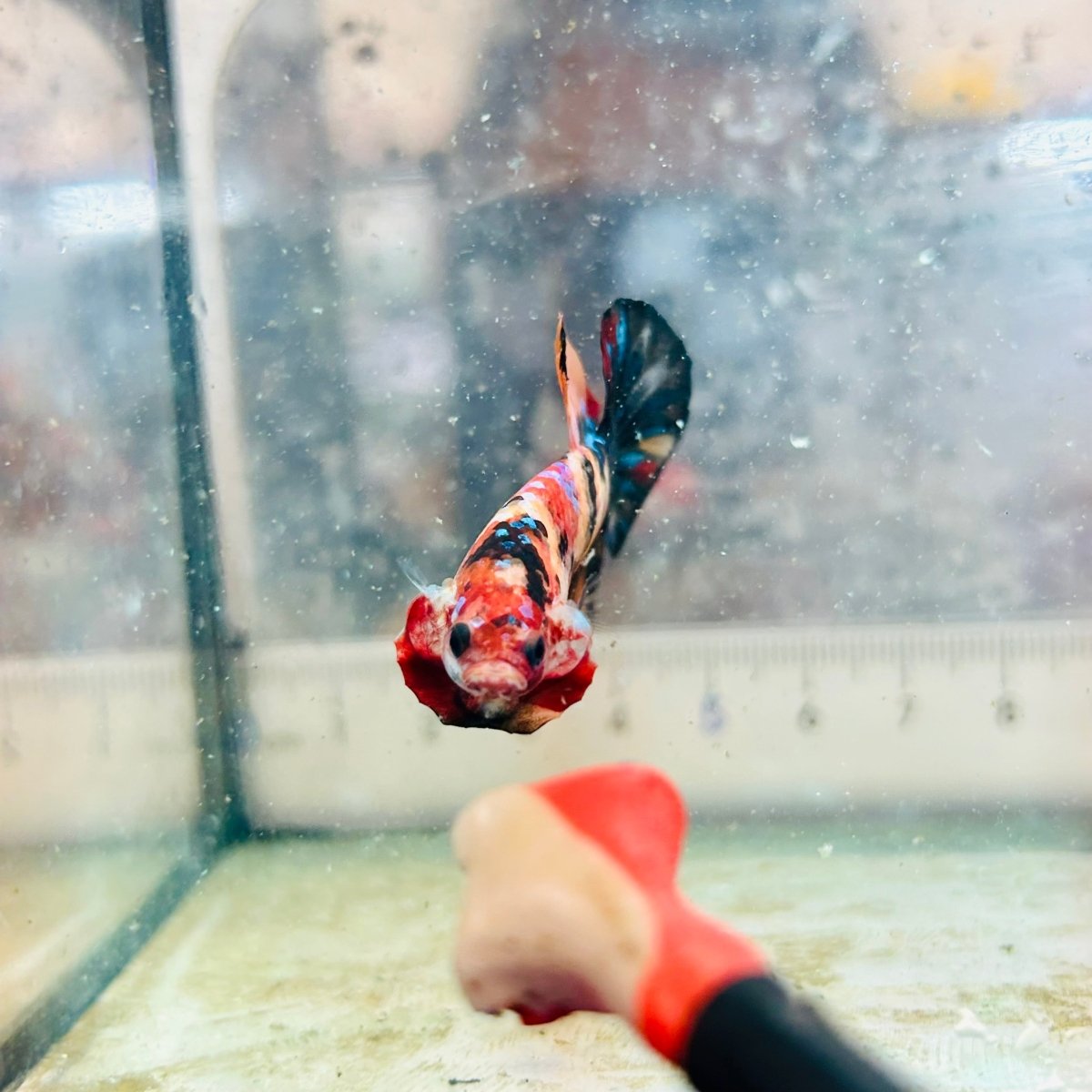 Plakat Black Nemo Koi Male Betta 116 Live Betta Fish Male betta