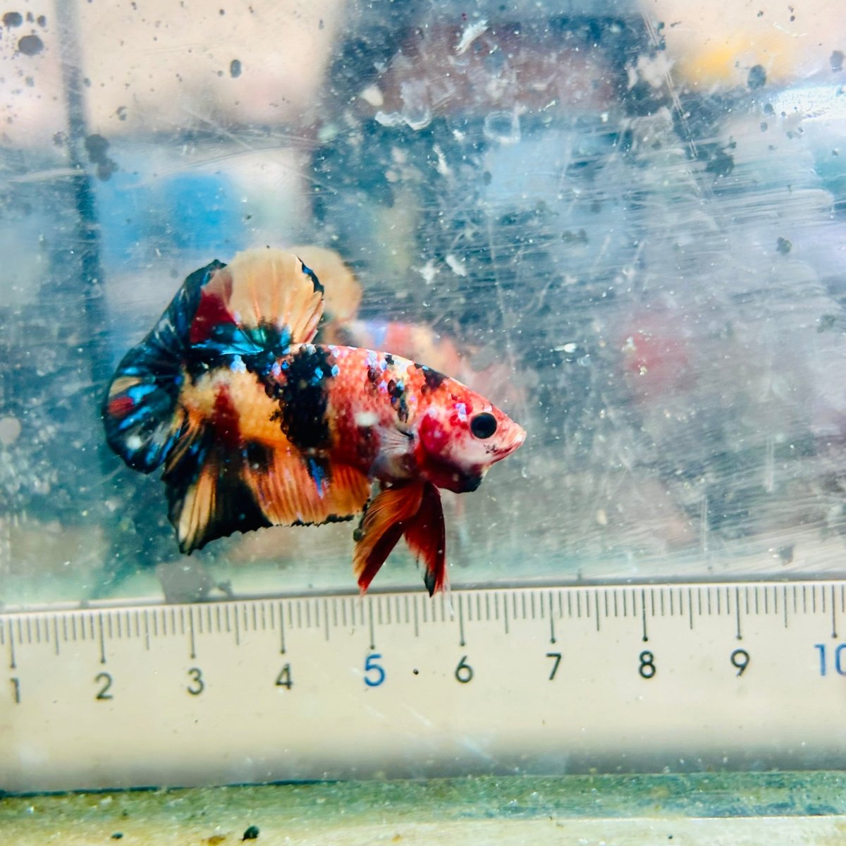 Plakat Black Nemo Koi Male Betta 116 Live Betta Fish Male betta