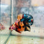 Plakat Black Nemo Koi Male Betta 116 Live Betta Fish Male betta