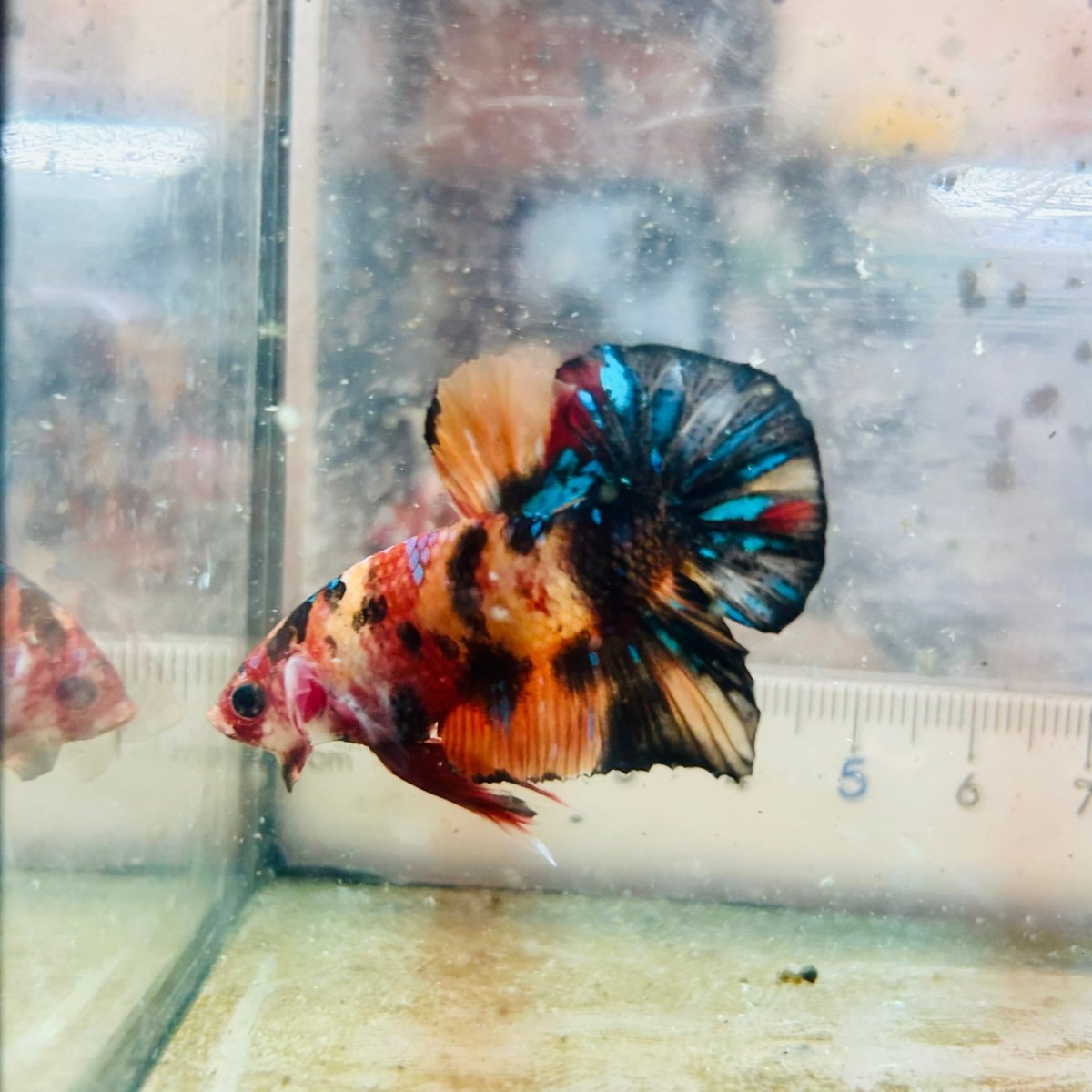 Plakat Black Nemo Koi Male Betta 116 Live Betta Fish Male betta