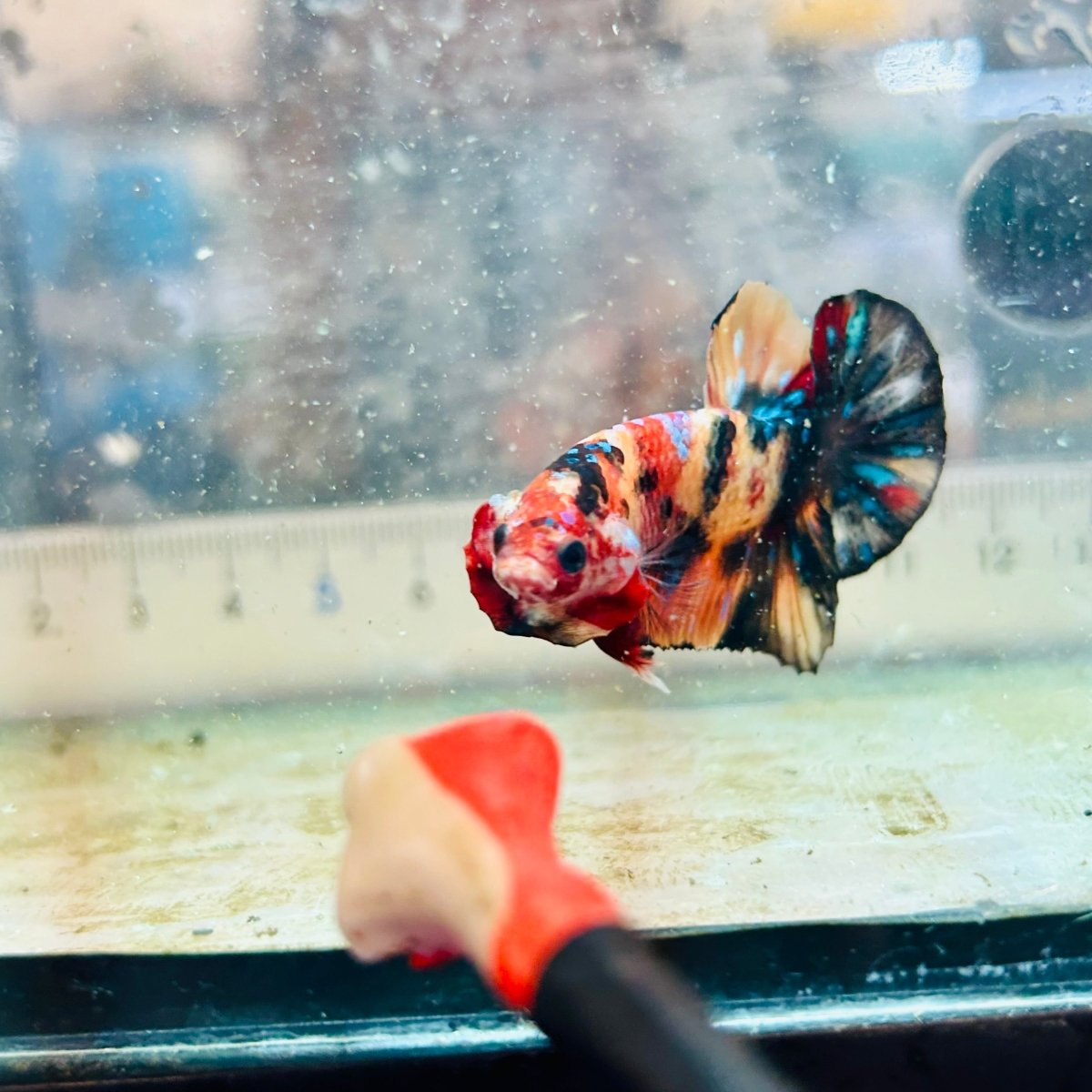 Plakat Black Nemo Koi Male Betta 116 Live Betta Fish Male betta