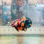 Plakat Black Nemo Koi Male Betta 116 Live Betta Fish Male betta