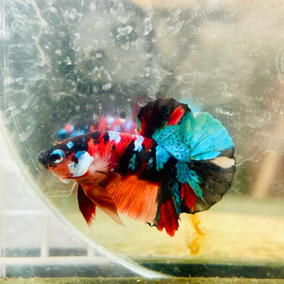 Plakat Black Nemo Koi Male Betta 187