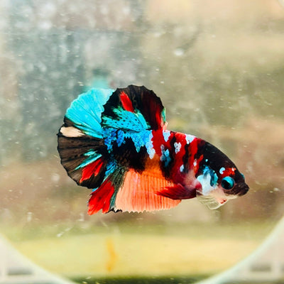 Plakat Black Nemo Koi Male Betta 187