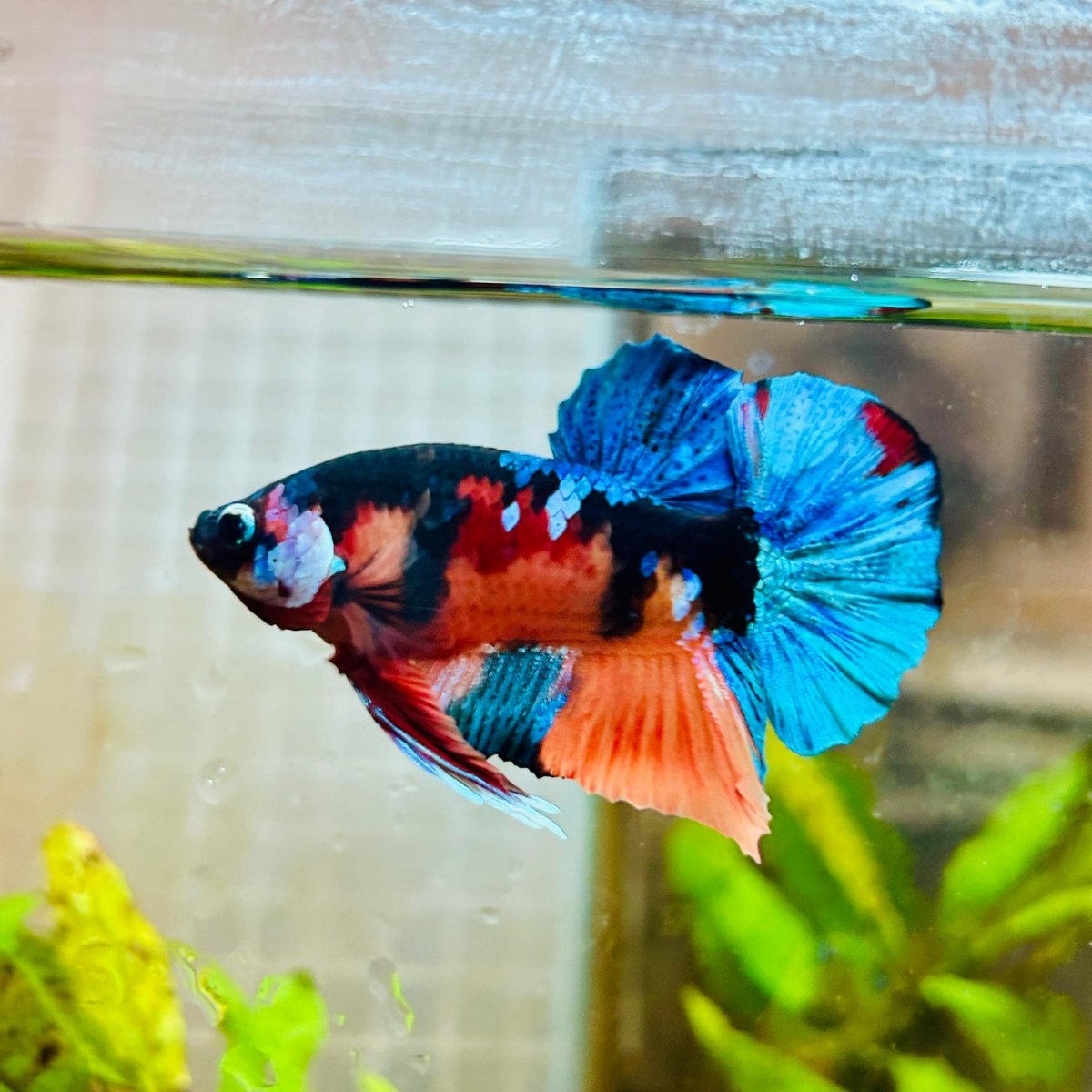 Plakat Black Nemo Male Betta 161 Male betta
